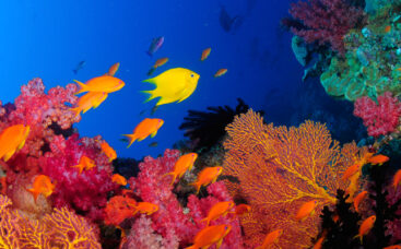 Fiji