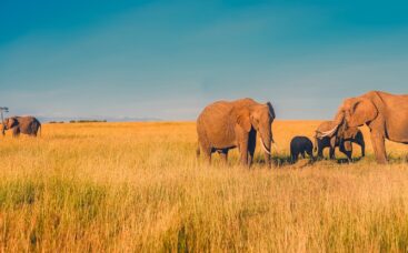 Wildlife & Safari